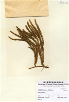 藏品(杉葉曼石松)的圖片